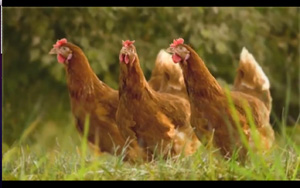 Adbreakanthems The Happy Egg Co – Happy Hens tv advert ad music