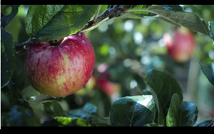 Adbreakanthems Waitrose – Apples tv advert ad music