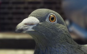 Adbreakanthems Virgin Money – Pigeon tv advert ad music